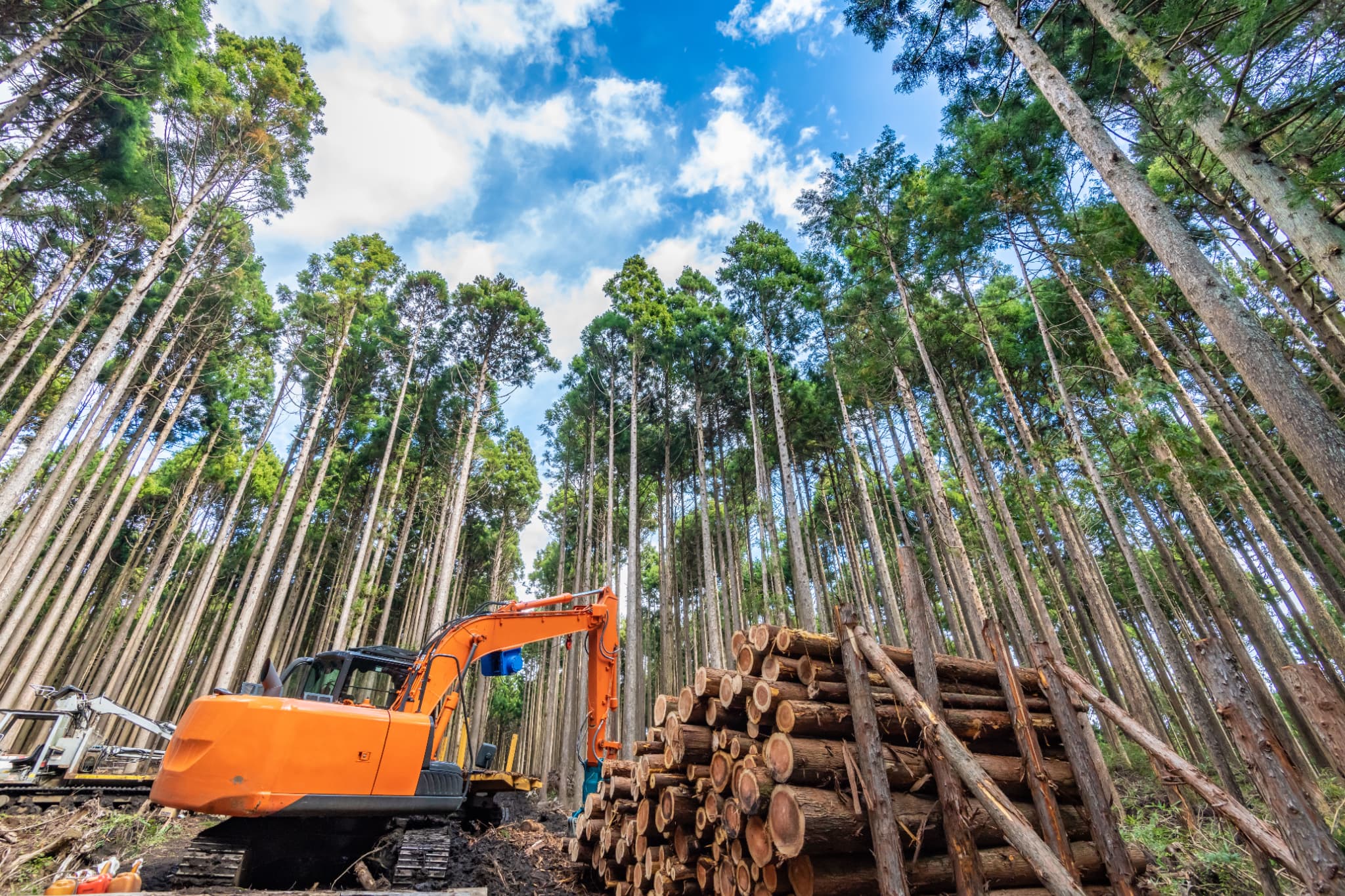 【2026年春】諏訪地域の林業求人｜花粉シーズン前の伐採作業と年間雇用の安定性