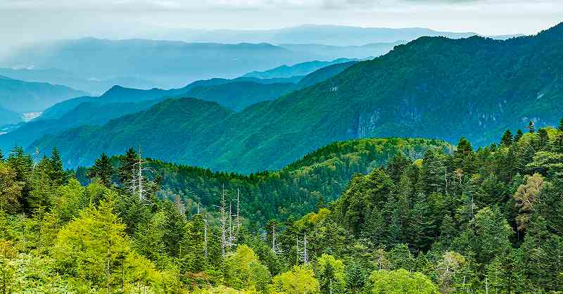 林業現場でのチェーンソー作業