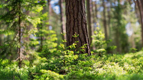 【求人中】搬出間伐とは？